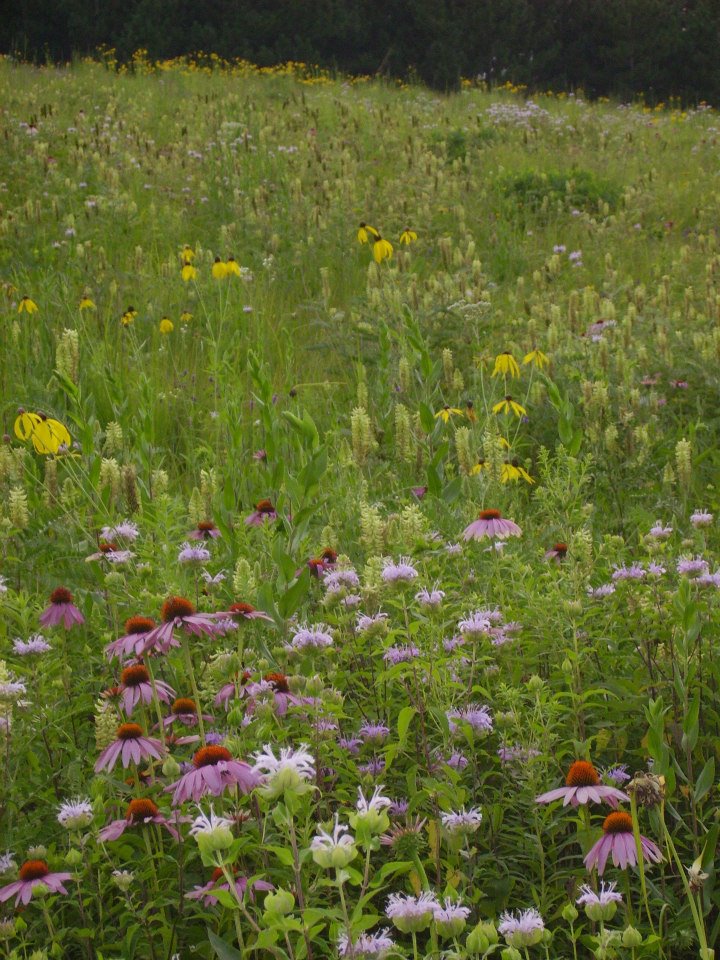 Native Prairie Restoration Marek Landscaping