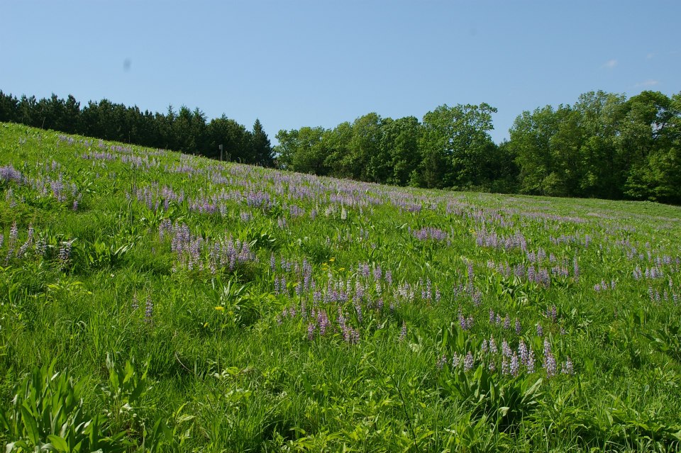 Native Prairie Restoration Marek Landscaping
