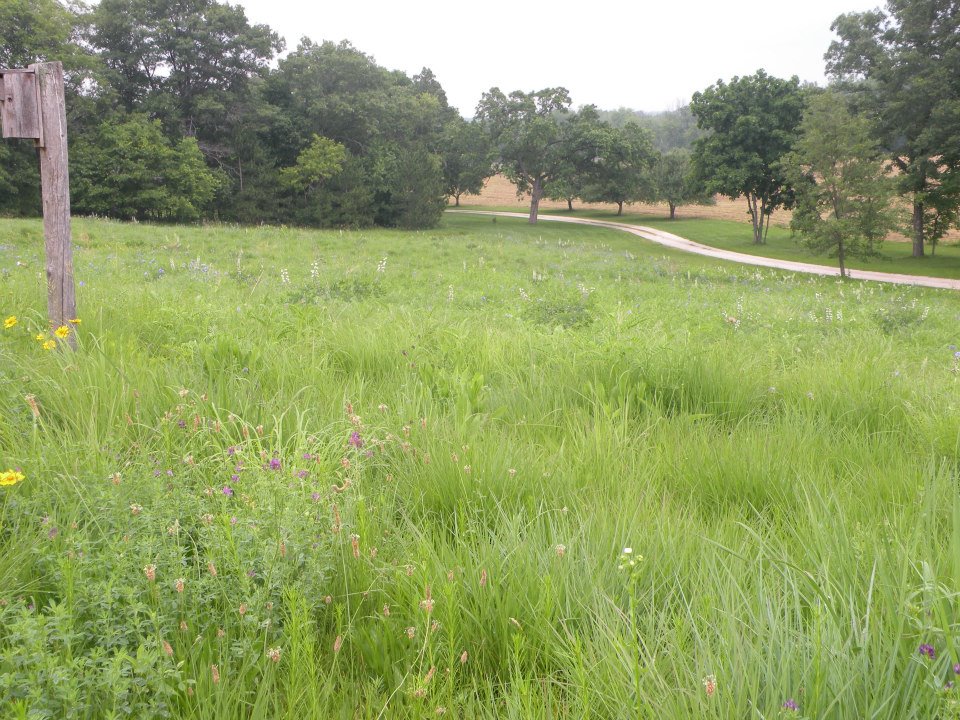 Native Prairie Restoration Marek Landscaping
