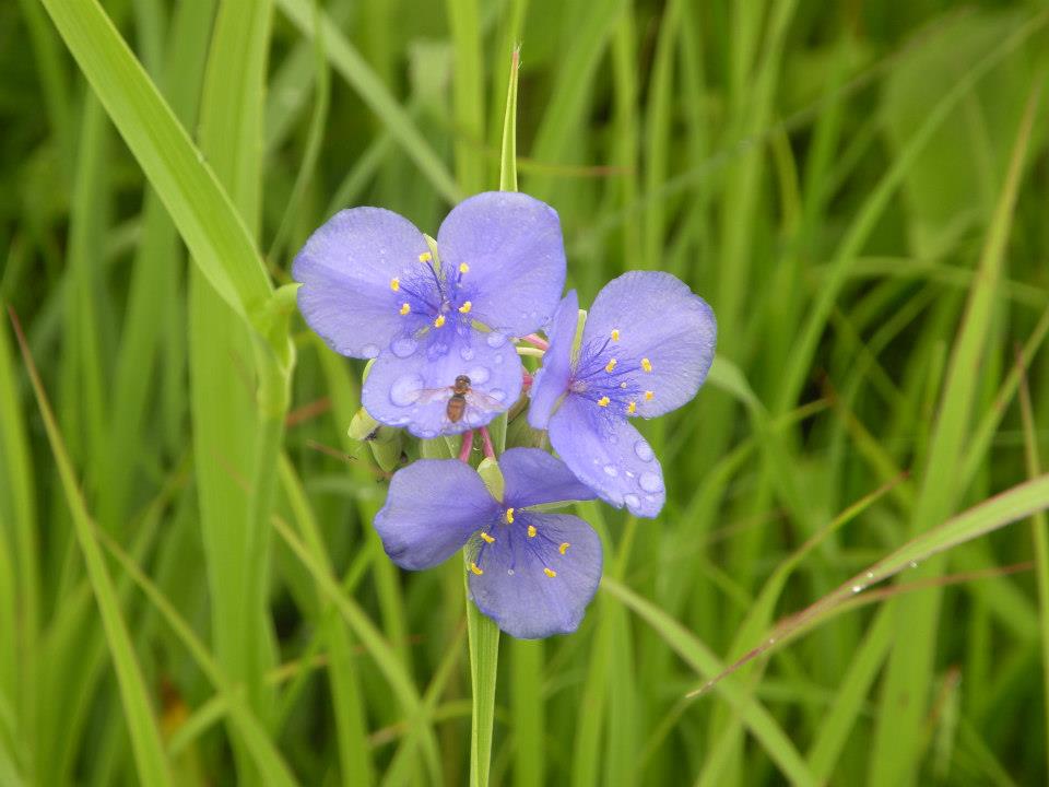 Native Prairie Restoration Marek Landscaping