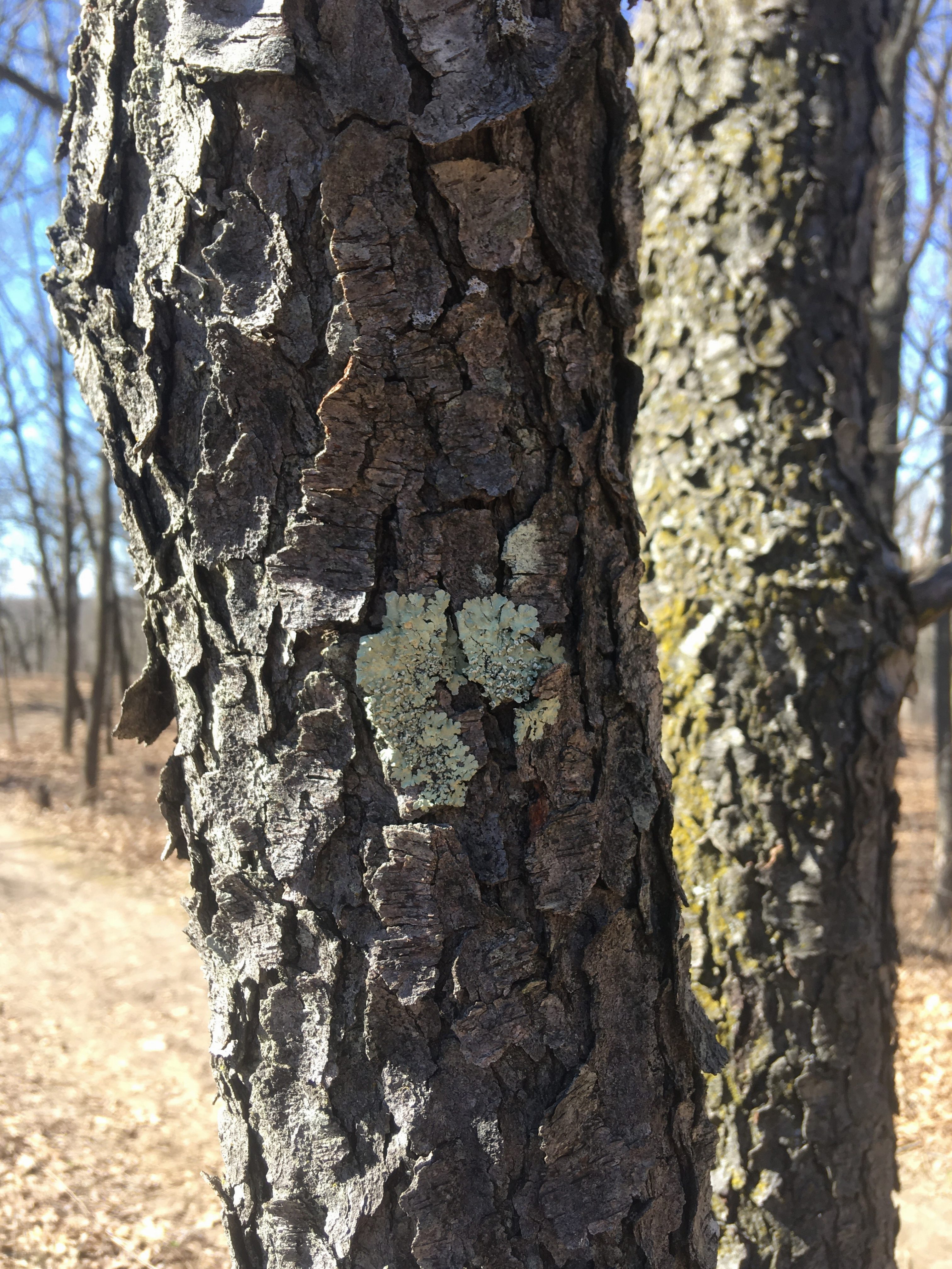 Plant Of The Week Prunus Serotina Marek Landscaping   P Serotina Bark E1554840127283 